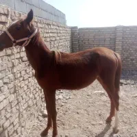 کره اسب