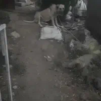 ماده سراب|حیوانات|دهگلان, |دیوار