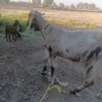 بز مری و نان خشک