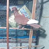 3تا کبوتر رنگی|پرنده|الوند, |دیوار