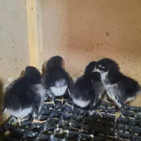 جوجه استرالوپ|حیوانات مزرعه|خمینیشهر, |دیوار