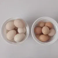 تخم بوقلمون و مرغ محلی|خوردنی و آشامیدنی|خنداب, |دیوار