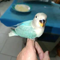 جوجه کوتوله برزیلی|پرنده|گلپایگان, |دیوار