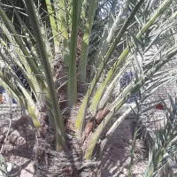 باغبان همه کاره