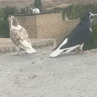 کفتر ساده