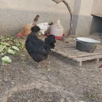 مرغ یکساله تخم گذار