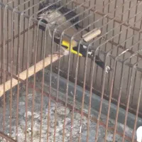 جوجه سهره و جوجه قناری