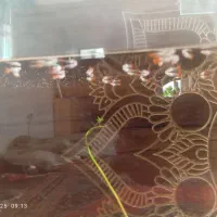 بچه گوپی ۳۵ عدد|ماهی|ارومیه, |دیوار