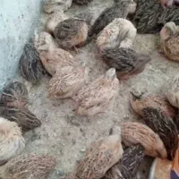 بلدرچین