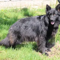 ژرمن بلک ماده|سگ|رشت, گلزاران|دیوار