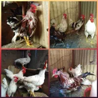 حراج خروس گلین یکجا 250 و بوقلمون سه ت