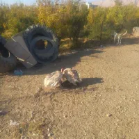 ۲ عدد بوقلمون ماده