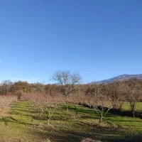 فروش زمین باغی هلو بندرگز روستایی وطنا