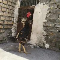 مرغ خروس اوشامو