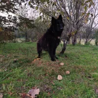 فروش سگ ژرمن بلک نر|سگ|لنگرود, |دیوار