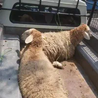 (گوسفند زنده) (گوسفند خونی)قصاب رایگان