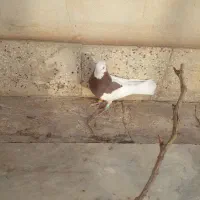 طوقی نر پرشی