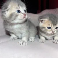 گربه