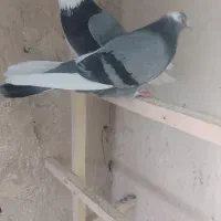 کبوتر|پرنده|قم, انسجام|دیوار