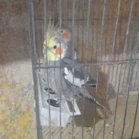 عروس هلندی حراج|پرنده|ایوان, |دیوار