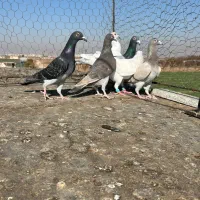 کبوترخطی|پرنده|اقبالیه, |دیوار