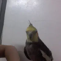 عروس و مرغ عشق سالم به همراه وسایل قفس|پرنده|ملارد, |دیوار