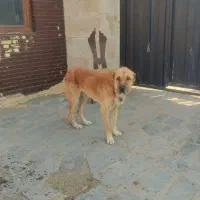 سگ نژاد سراب درشت 3ساله مناسب نگهبانی وگله