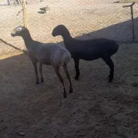 بره ماده‌چینی