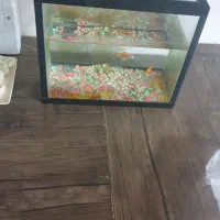 آکواریوم|ماهی|شیراز, احمدآباد|دیوار