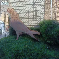 کبوتر زرد کاکل نر