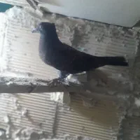 سه تاکفتر جوجه