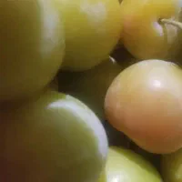 باغ الو قطره طلا