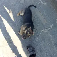 سگ ژرمن شپرد.|سگ|مشهد, کلاته برفی|دیوار