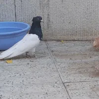 کبوتر گمشده