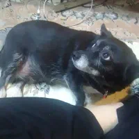 سگ‌پاکوتاه‌نزادروباهی‌ماده‌عقیم‌شده|سگ|پرند, فاز ۵|دیوار