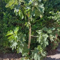 توزیع نهال خرمالو، انار ،انجیر در نهالستان غرب|خدمات باغبانی و درختکاری|اطاقور, |دیوار