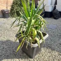 گل همراه گلدان