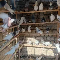 کبوتر|پرنده|اصفهان, زاجان|دیوار