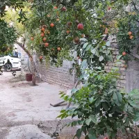 فروش زمین باغی در فرهنگ شهر|فروش زمین و ملک کلنگی|شیراز, فرهنگ شهر|دیوار