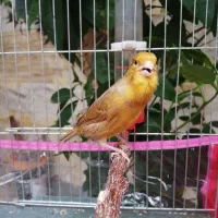 سهره وقناری