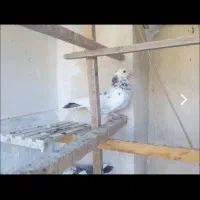 کفتر تو دمدار پس گردنی و شهرستانی|پرنده|شهریار, شهریار|دیوار