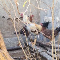 فروش یک جفت مرغ خروس لاری