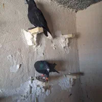 دوتا نر سوراخ