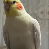 عروس هلندی ماده لوتینو