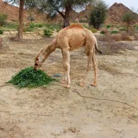 فروش ۸نفرشترسندی با۸تابچه شتر ودوتابچه شترنر