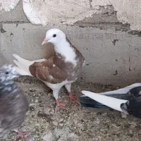 جوجه پرشی|پرنده|قم, علی آباد سعدگان|دیوار