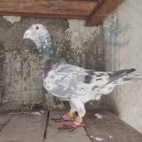 کبوتر قزوینی