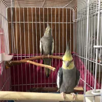 عروس هلندی مولد