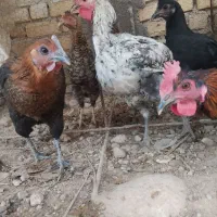 فروش جوجه خروس محلی اصل|حیوانات مزرعه|کوه چنار, |دیوار