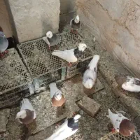 بفروش میرسد